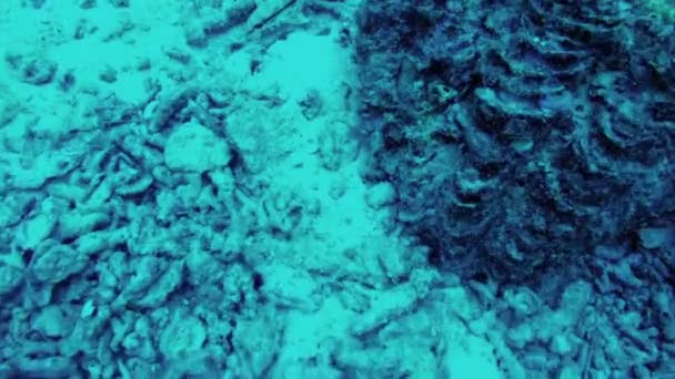 Underwater world. Seabed research in Andaman sea — Stock Video