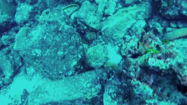 Subaquático. Vista de pedras no fundo do mar, close-up — Vídeo de Stock