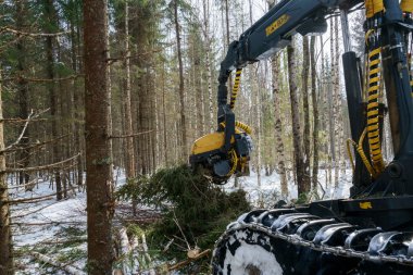 Ormandaki ağaç işleme. Günlük yükleyici kesim Ladin