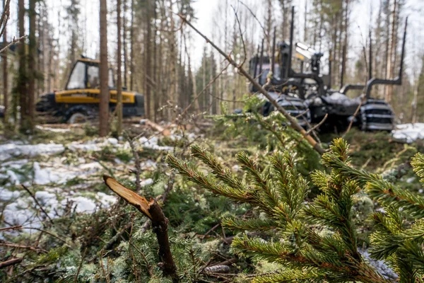 Through spruce branches view on log loader — Stock Photo, Image