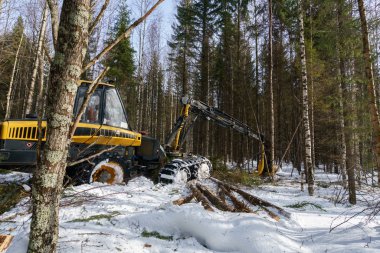 Ormandaki ağaç işleme. Görüntü logger eserlerin