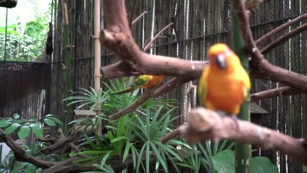 Papageien sitzen auf Ästen. — Stockvideo