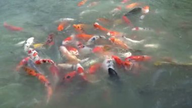 Tropik balık yakın atış.