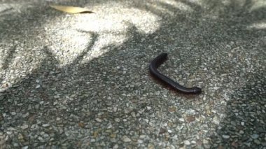 Solucan yere yakın atış.