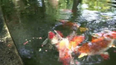 Tropik balık yakın atış.