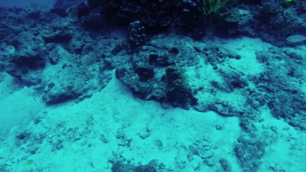 Plongée sous marine. Vue des poissons et des algues — Video