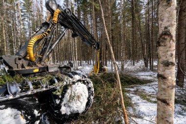 Ağaç işleme. Logger yoğun kış orman içinde çalışma