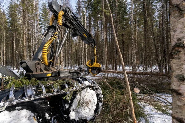 Timber industry. Logger cuts tree in winter forest — Stock Photo, Image