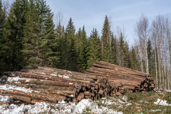 Forestry. Logs stacked in pile after felling — Stock Photo, Image