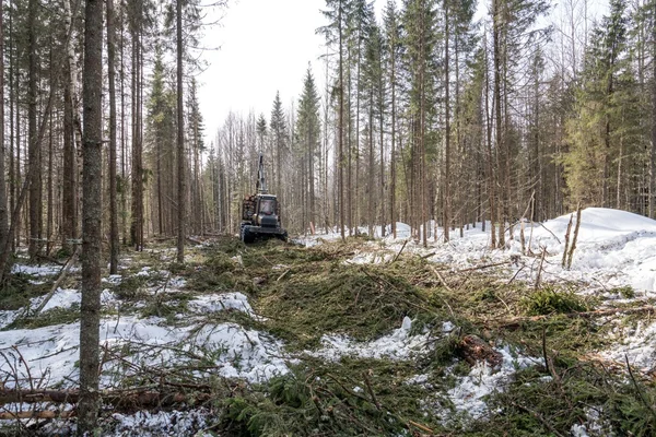 Image of logger rides through forest after felling — Stock Photo, Image