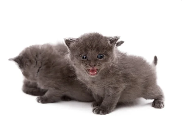 Schattig grijze kitten miauwt op camera — Stockfoto