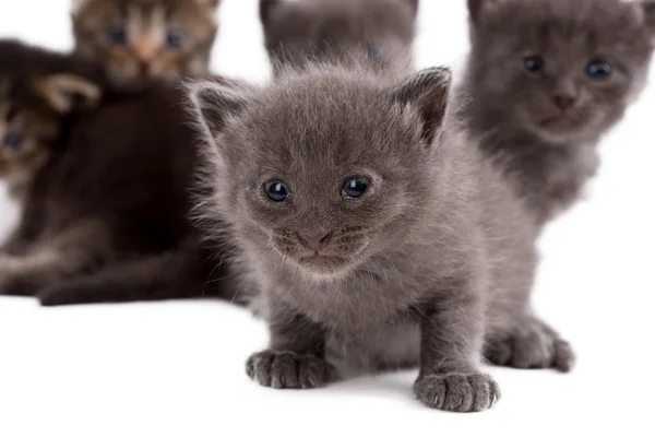 Grijze kitten op achtergrond van zijn broers — Stockfoto