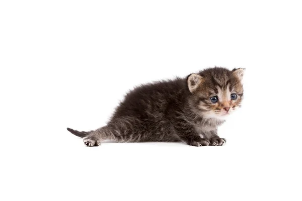 Image de chaton tabby triste, isolé sur blanc — Photo