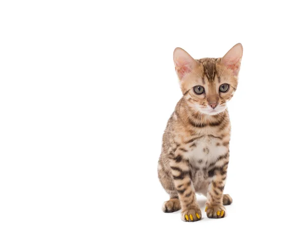 Bild einer Bengalkatze mit gelben Krallenmützen — Stockfoto