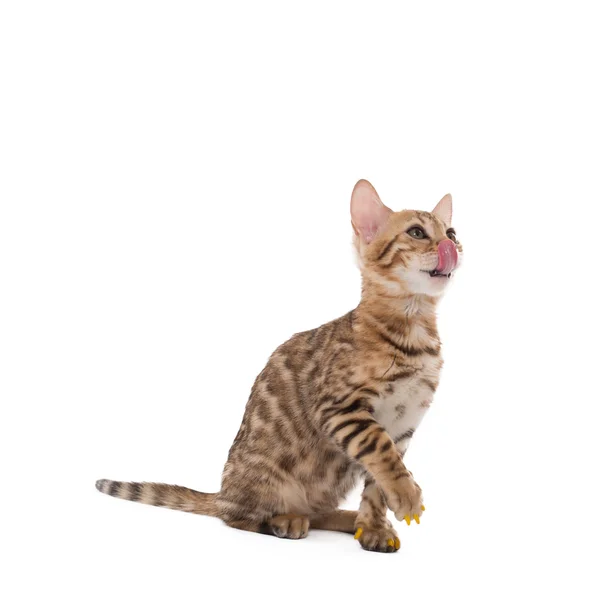 Afbeelding van schattige Bengalen kat likken — Stockfoto