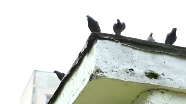 View of pigeons sitting on buildings roof — Stock Video