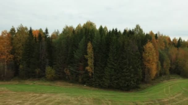 Blick von oben auf abfallende Wiese im Wald — Stockvideo