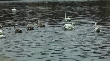 .kuğu dalışı yakındaki vltava riverside prague