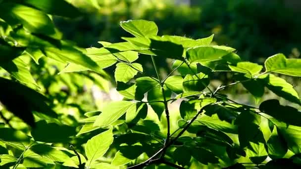 Hoja de árbol en los rayos del atardecer al anochecer — Vídeos de Stock