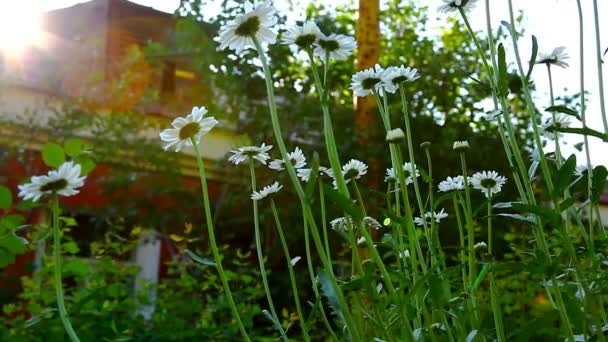 夕暮れ時のカモミールの花 — ストック動画