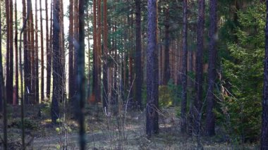 Bahar Orman ağacı yaprak bud ile üzerinde odaklama