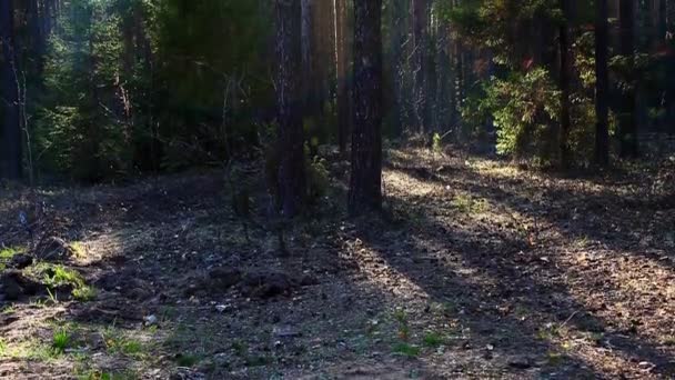 Panela na floresta de primavera ao pôr do sol com luz — Vídeo de Stock