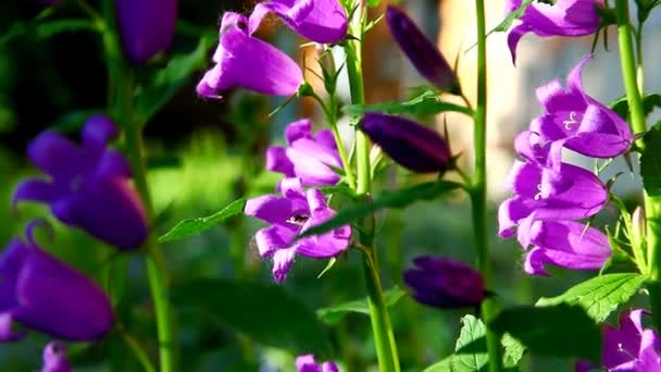 fleur de campanule rose au coucher du soleil 