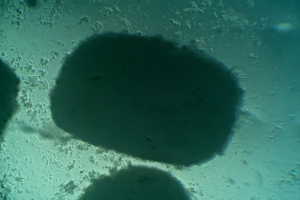 查看通过显微镜在球团的干酵母 — 图库照片