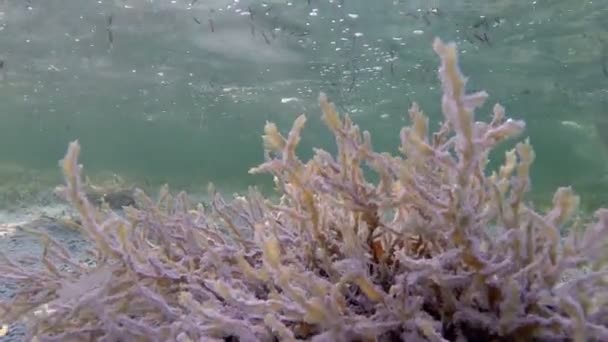 Undersea world. View of coral under water — Stock Video