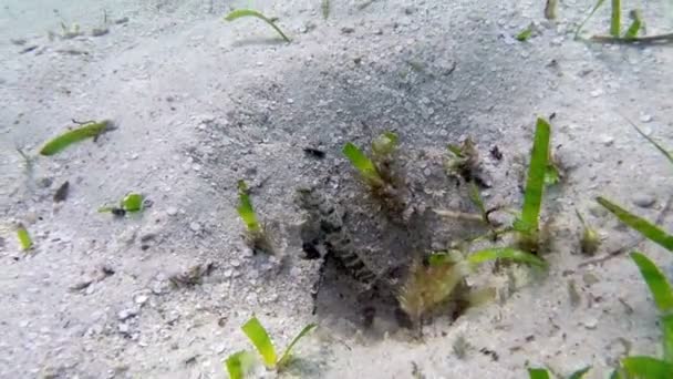 Fusillade sous-marine. Vue des écrevisses et des algues — Video