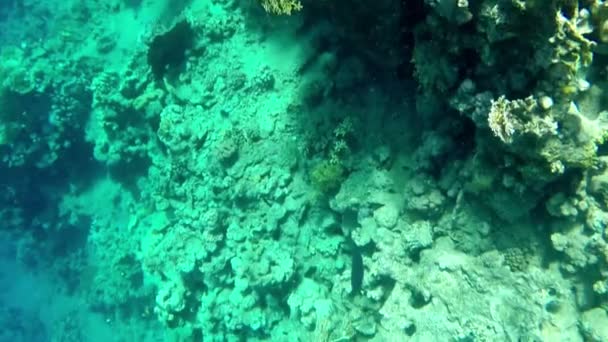 Красивый подводный вид на рыб и кораллов — стоковое видео