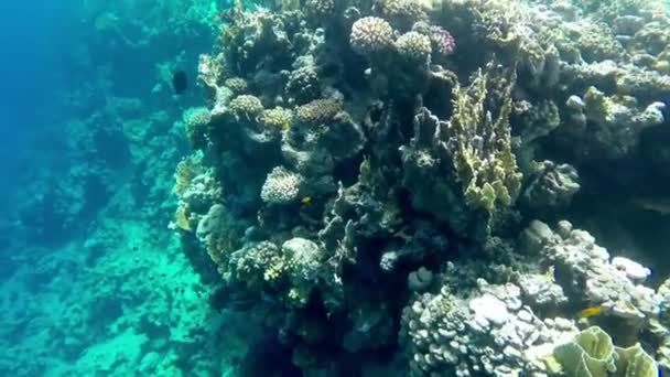 海底世界。サンゴの美しい景色をクローズ アップ — ストック動画
