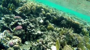 Şaşırtıcı mercan ve balıklar Red Sea'deki/daki görünümü
