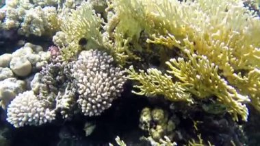 Görünümü güzel mercan ve balıklar deniz yatağı üzerinde