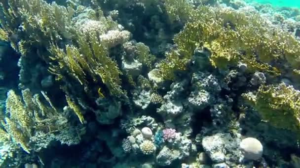 Vue sur les fonds marins de la mer Rouge. Égypte, Afrique — Video