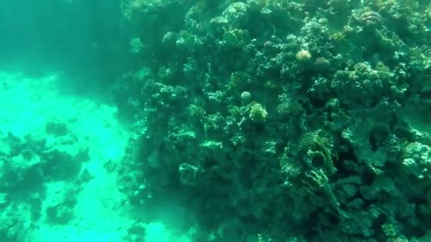 Vue des flotteurs de poissons parmi les coraux sur les fonds marins — Video