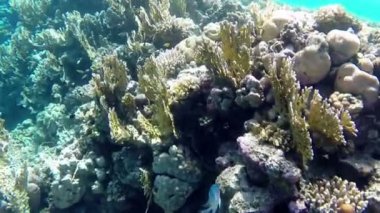 Denizaltı dünya. Balıklar ve mercan Red Sea'deki/daki