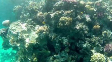Denizaltı dünya. Küçük balıklar yüzer mercanlar arasında
