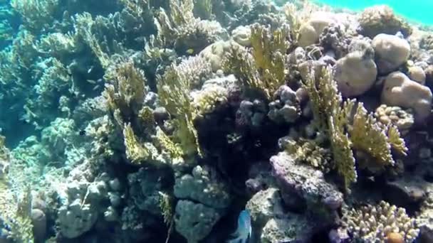 Undersea world. Fishes and corals in Red Sea — Stock Video