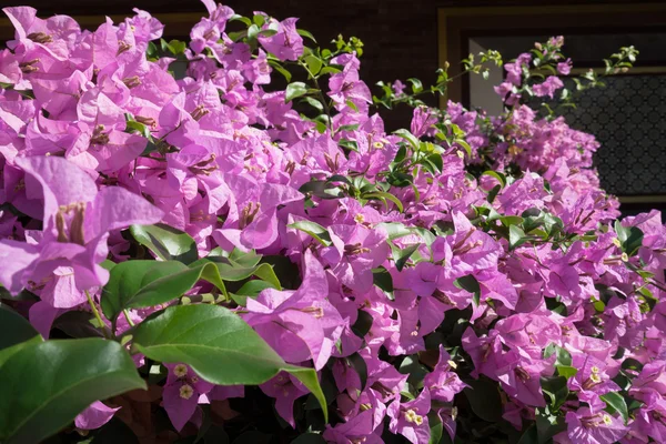 Çiçek açan bush Begonvil Spectabilis denilen — Stok fotoğraf