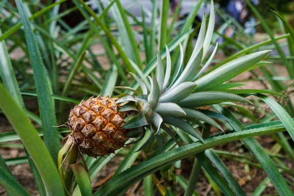 Tropikal Bahçe olgun ananas görüntüsünü — Stok fotoğraf