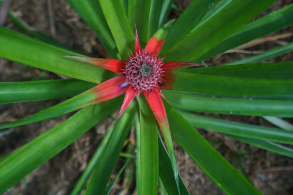 Olgunlaşmamış ananas büyüyen üstten görünüm. Tayland — Stok fotoğraf