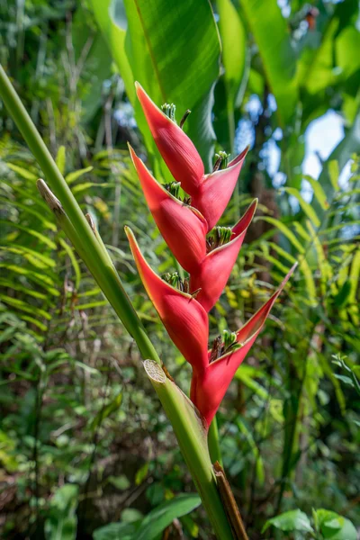 Çiçek Heliconia Stricta tropikal bahçede denir. — Stok fotoğraf