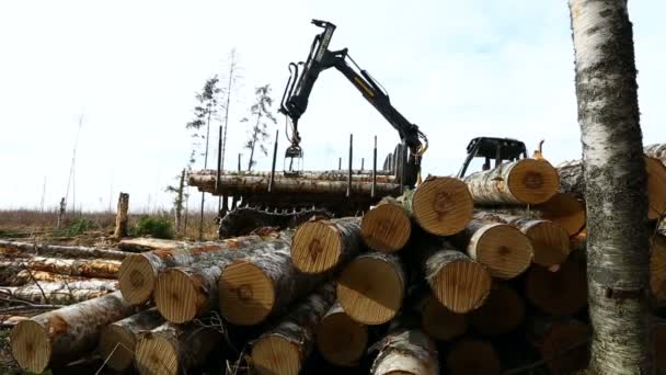 Vista sobre cargador de madera trabajando en bosque — Vídeo de stock