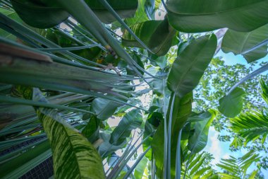 Alt görünümü çim ve tropik ormandaki yaprakları