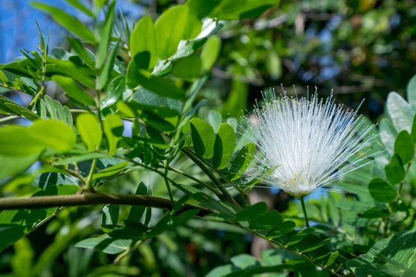 Mimosa Pudica görüntü duyarlı bitkinin adı — Stok fotoğraf