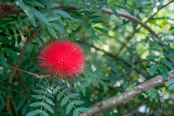 Kırmızı Mimosa Pudica tropikal bahçe. Tayland — Stok fotoğraf