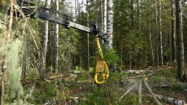 Récolte du bois. Vue sur bûcheron dans les bois — Video