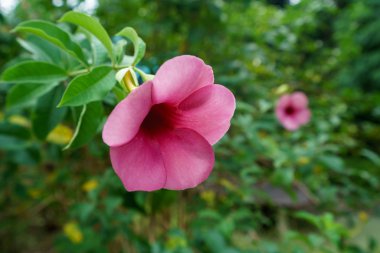 Tropikal Bahçe, yakın çekim güzel pembe çiçek