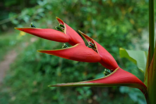 Heliconia Stricta. Εξωτικό λουλούδι της Ταϊλάνδης — Φωτογραφία Αρχείου